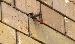 photo 974211